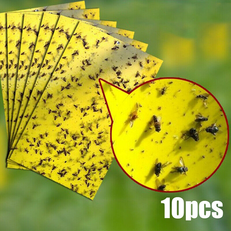 10x15cm 10X fly glue trap anti moustique aphids white flies fruit fly catcheBDA