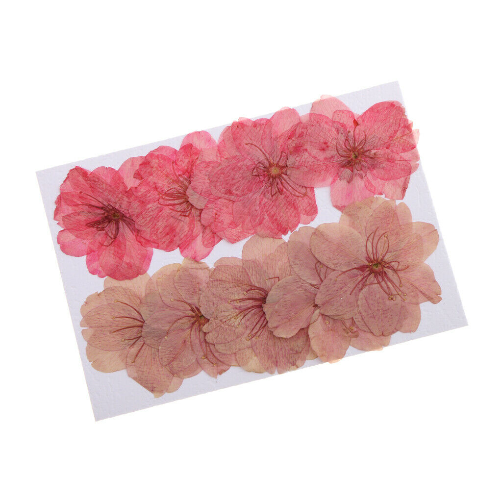 10x Mixed Color Pressed Dried Sakura Flowers Cherry Blossom Phone Case Decor
