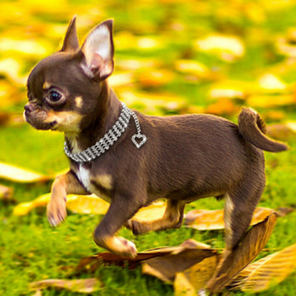 Easy Wear Cat Dog Collar Adjustable Dog Collar Cat Puppy Pet Supplies S