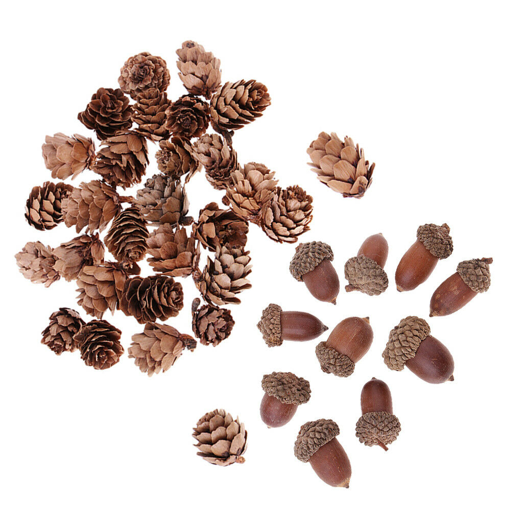 40Pcs Mini Pine Cones Acorns Dried Floral Accents   Ornaments