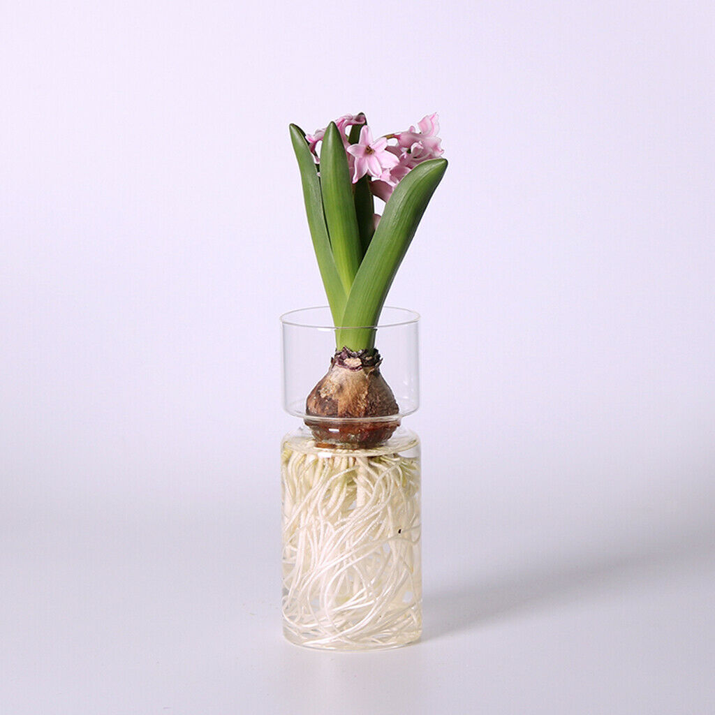 Glass Vase Terrarium Plant Container DIY Gardening Vase for Office Desktop