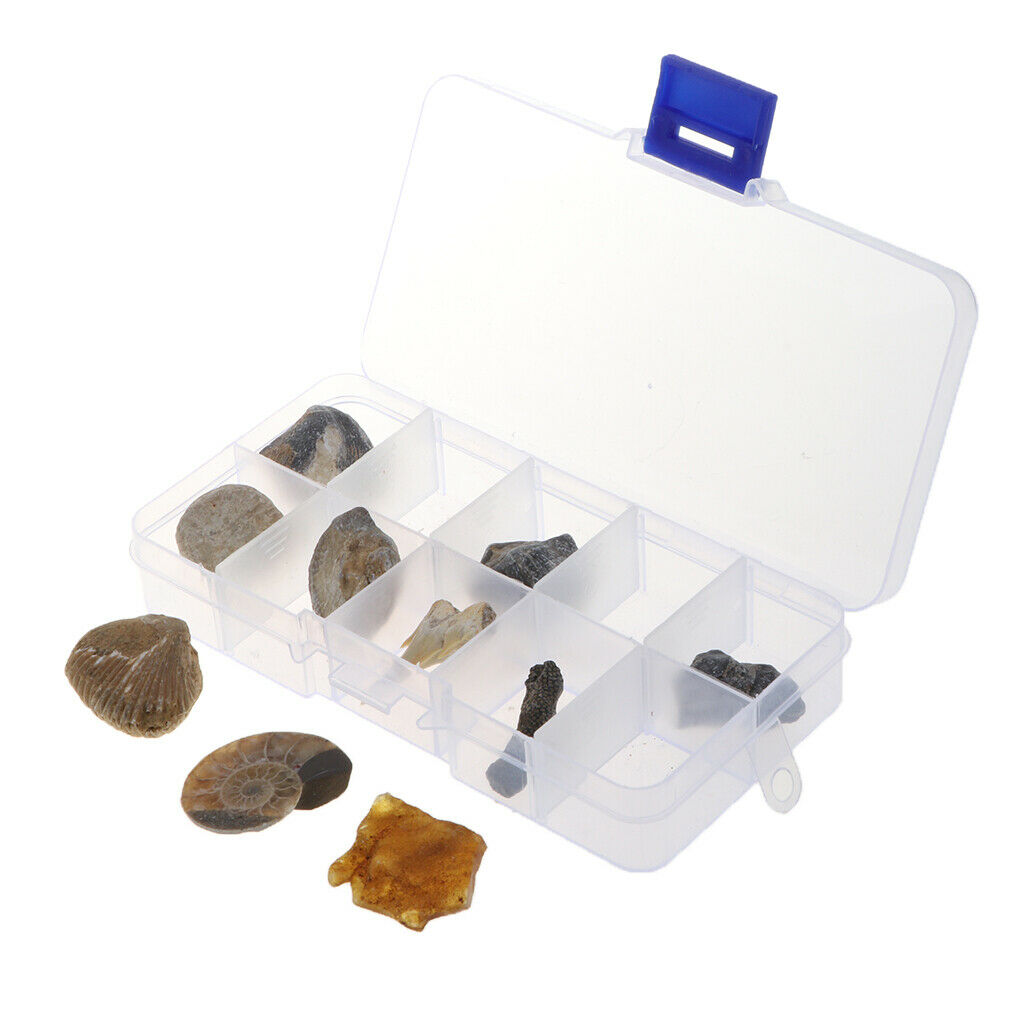 10Pcs Fossils Collection Kit w/ Display Box for Kids Early Biology Learning
