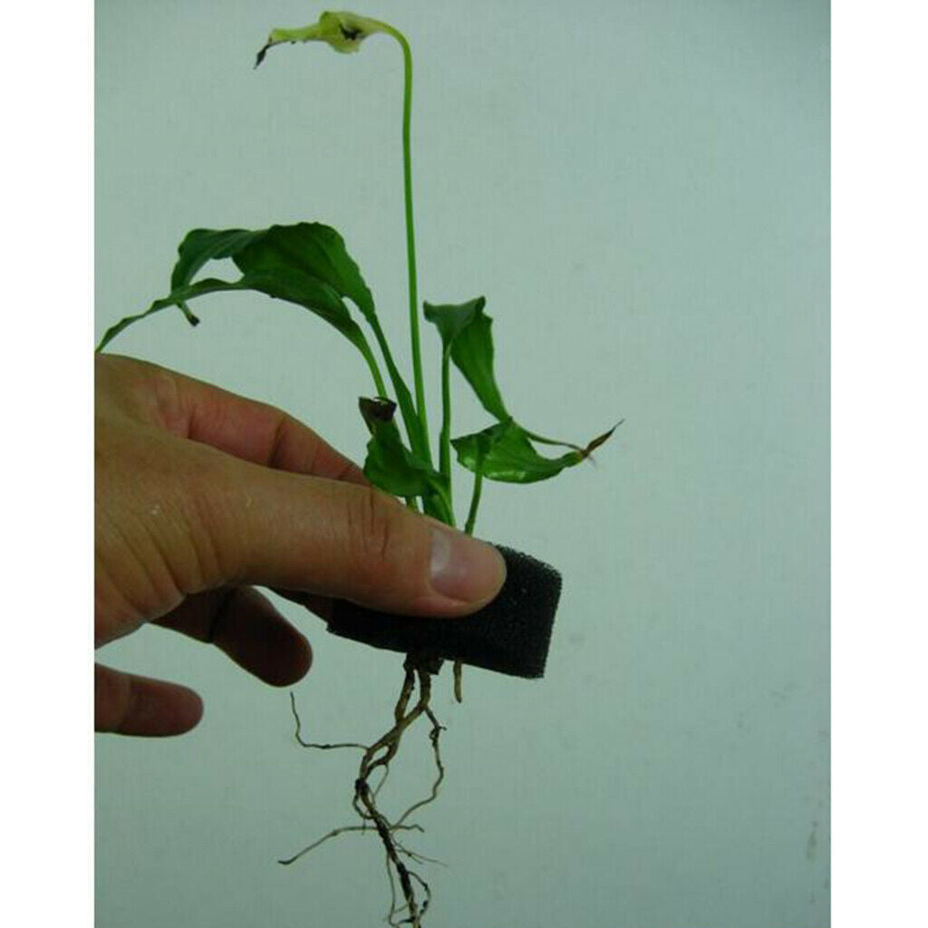 50x Transplanted Sponge Soil-less Hydroponics System