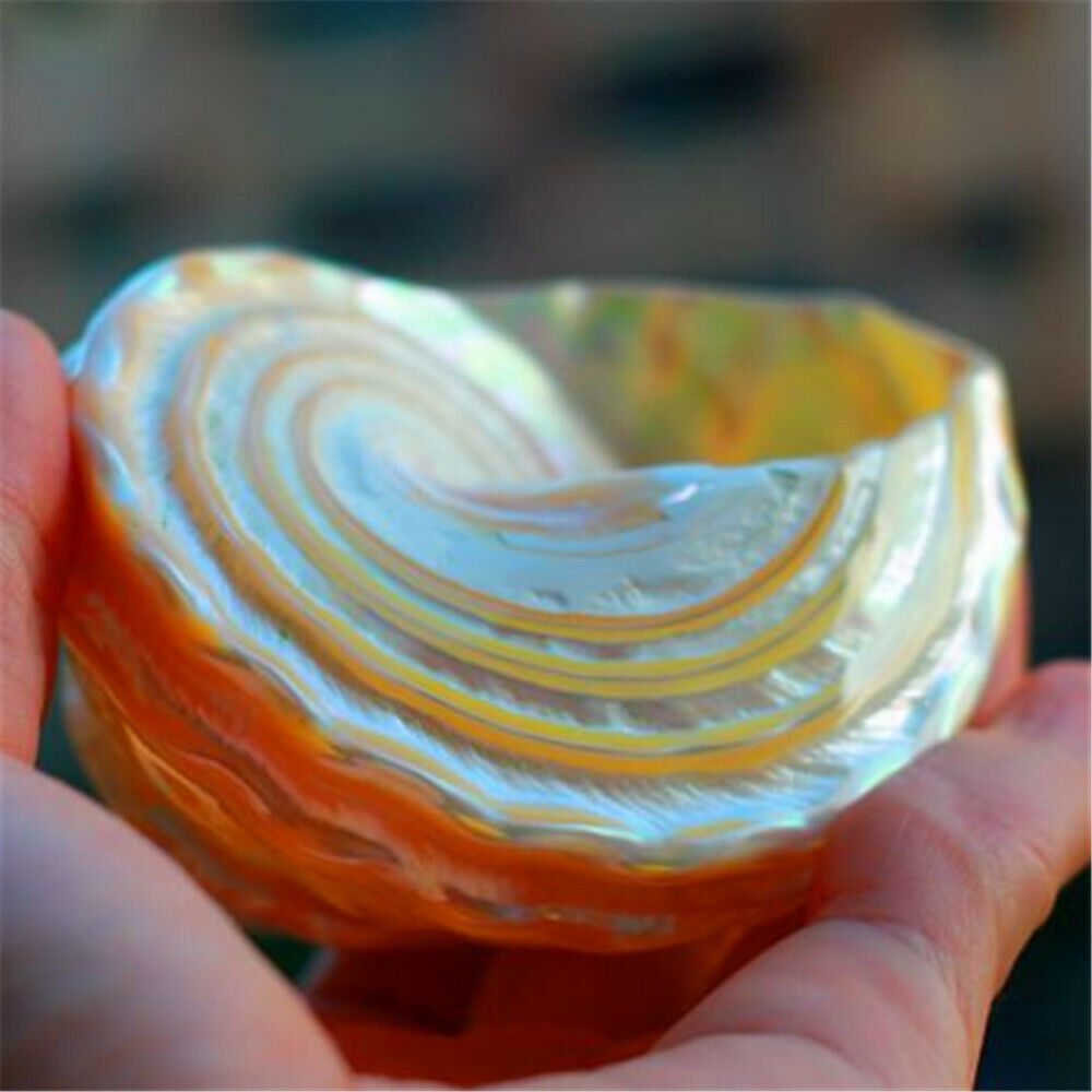 Natural Turban Snail 8-10 cm Fluorescent Shells Cone Shaped Ornament Decor