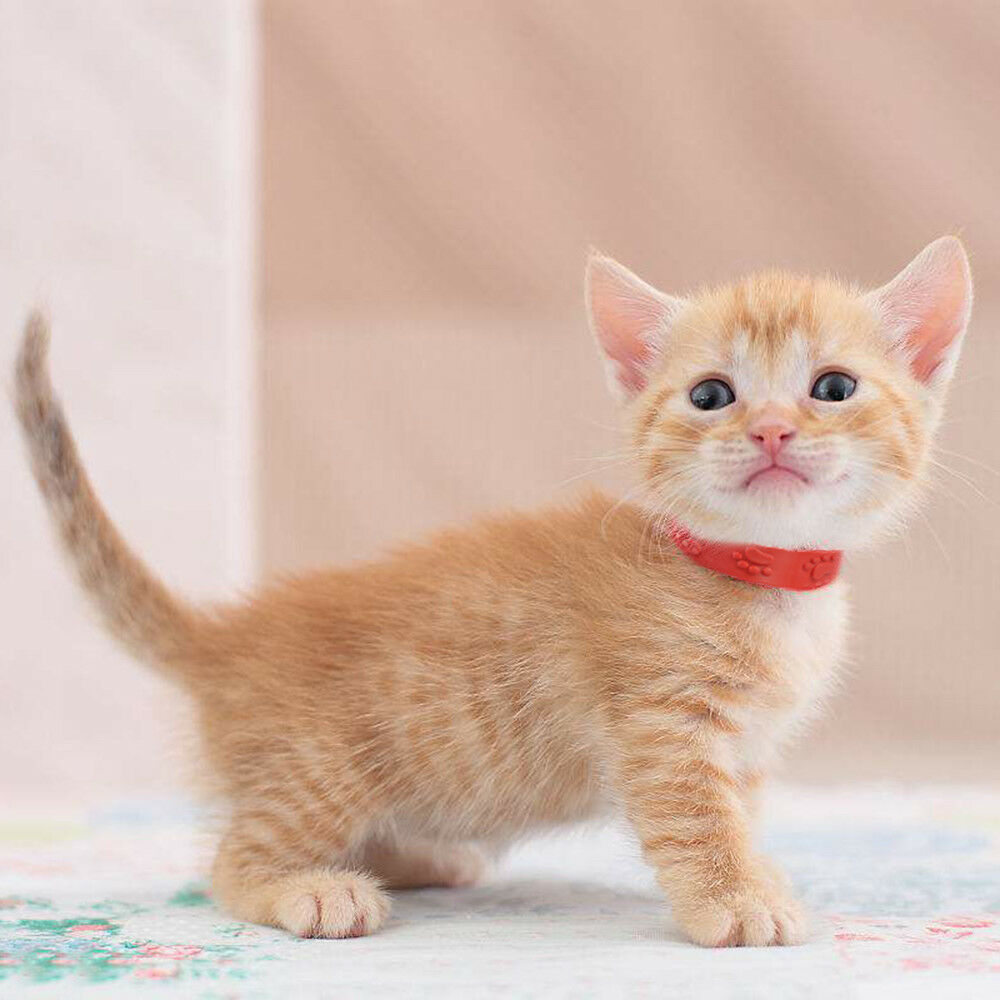 New Cat Kitten Adjustable Neck Strap Pet Collar Remedy Anti Flea Mite Acari Tick