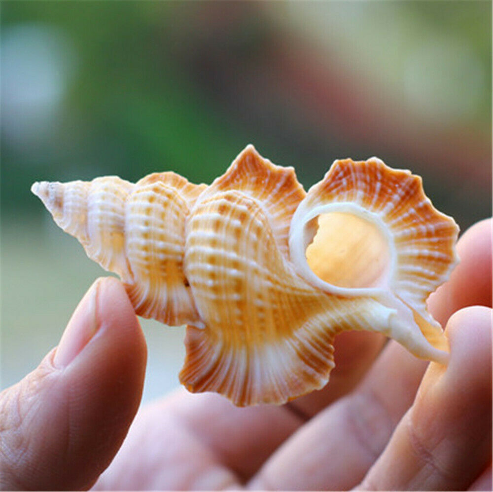 1 Piece Natural Shell Maple Leaf Shape 4-6 cm Biplex Perca Shells Ornament Decor