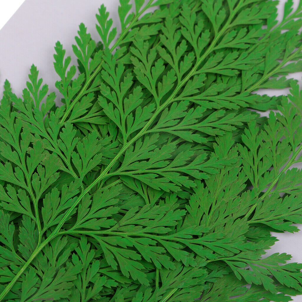18Pcs Natural Press Ferns Leaves Pressed Real Dried Flower Dry Leaves for DIY