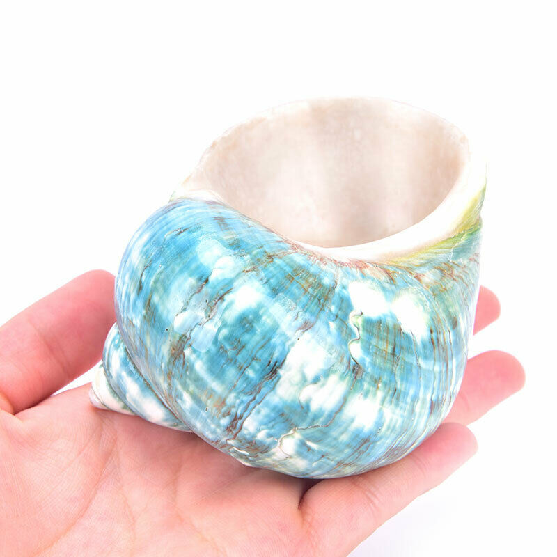 Natural Shell Sea Conch Snail Fish Tank Aquarium Decorations Roll Shellfish