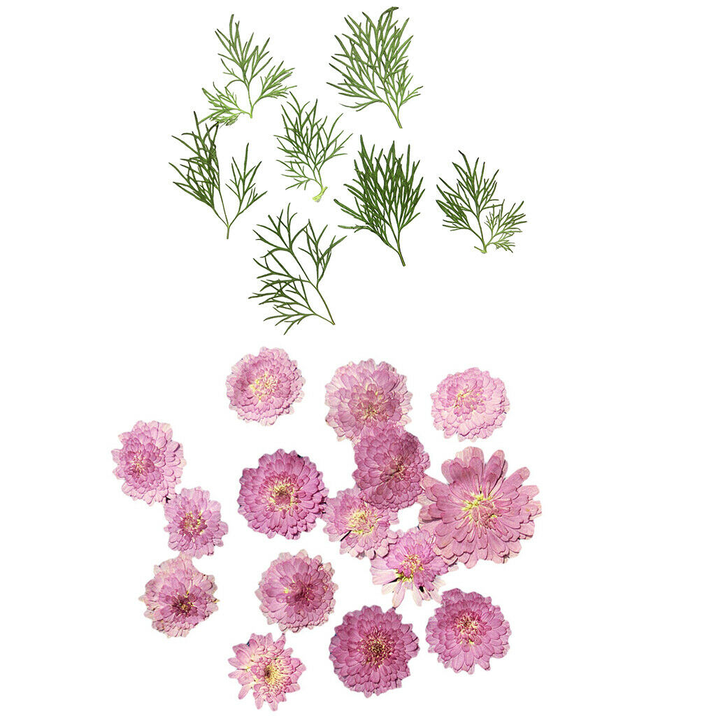 20 Dry Pressed Flower Leaves for Card Making