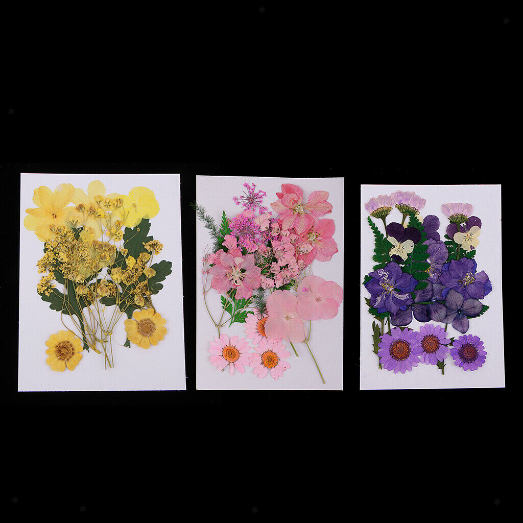 3 Pressed Dried Flower Leaves Specimen DIY Art Craft Scrapbook Card