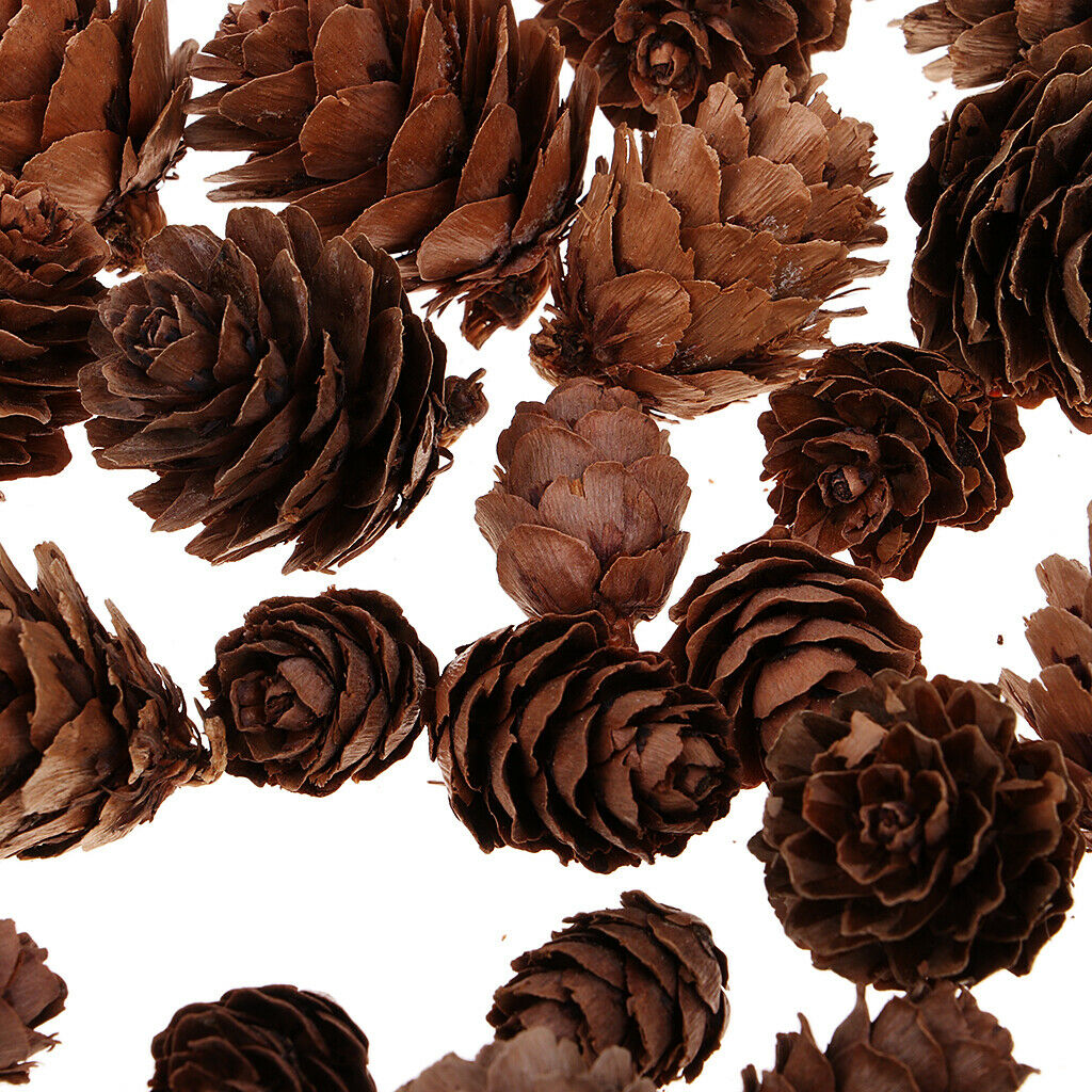 Lots 50x Pine Cones Rustic Pinecones Wedding Wreath Embellishments Crafts
