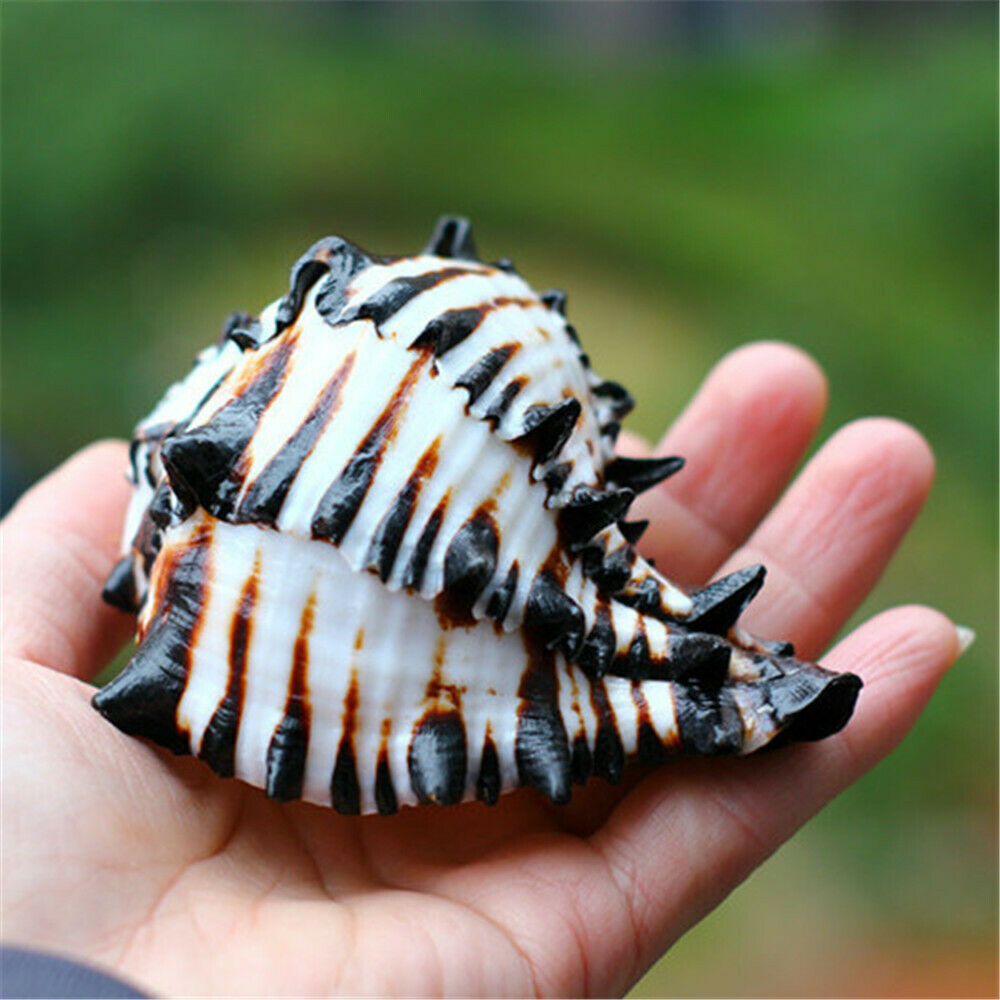 1 Piece Natural Shell 10-13 cm Black Striped Murex Shells Ornament Craft Decor