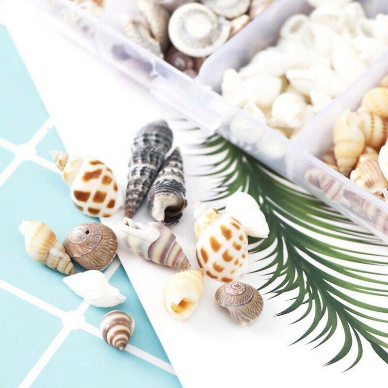 Natural Conch Shells Mini Conch Corn Screw Home Decoration Aquarium Lands.l8