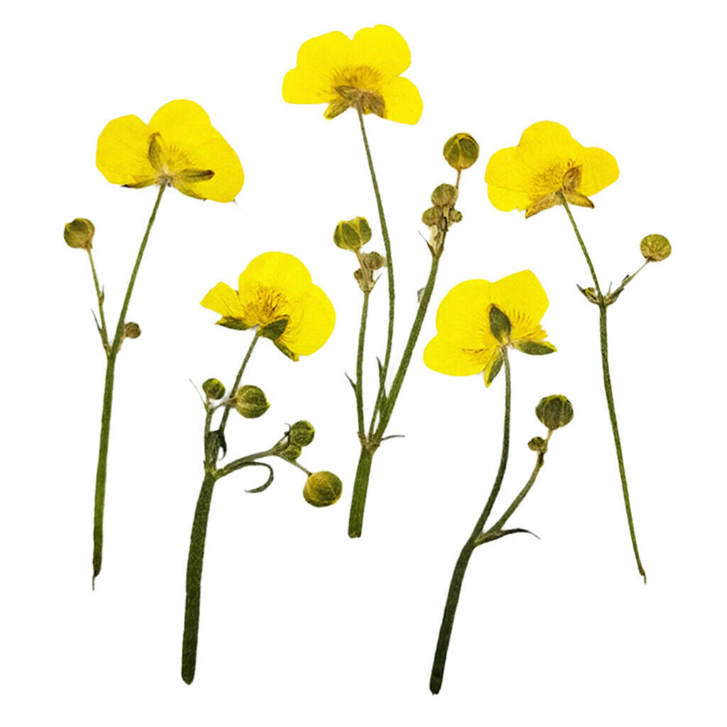 16Pcs Multi Real Pressed Leaves Dried Flower Dry Leaves Embellishments DIY