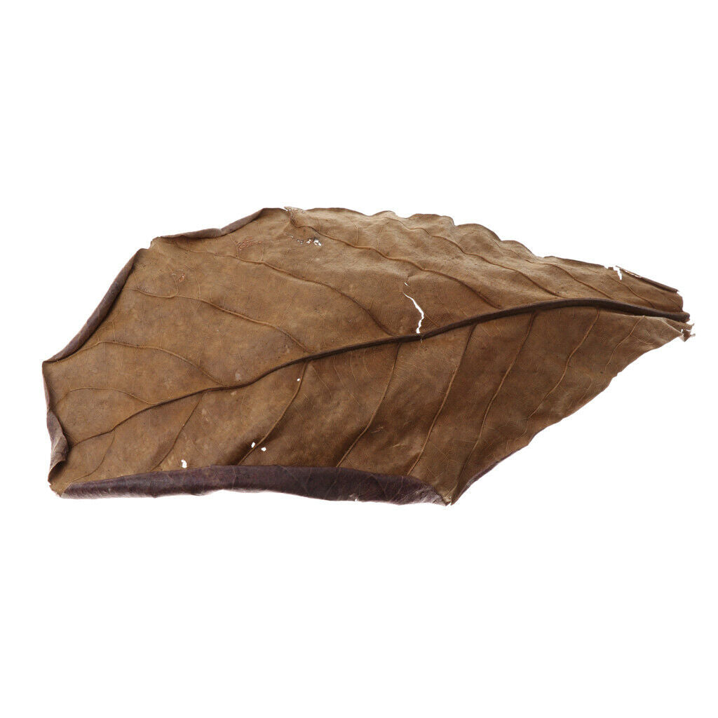 10pcs Betta Leaves Beneficial Clean Tool For Fish Tank Aquarium Cleaning
