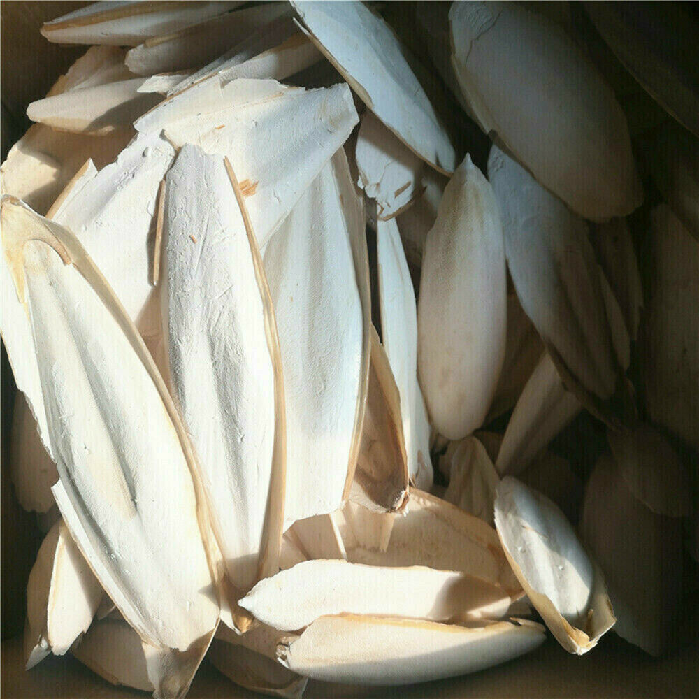 Cuttlebone 10PCS Cuttlefish Bone Sepia Cuttle Fish Bird Food Calcium US