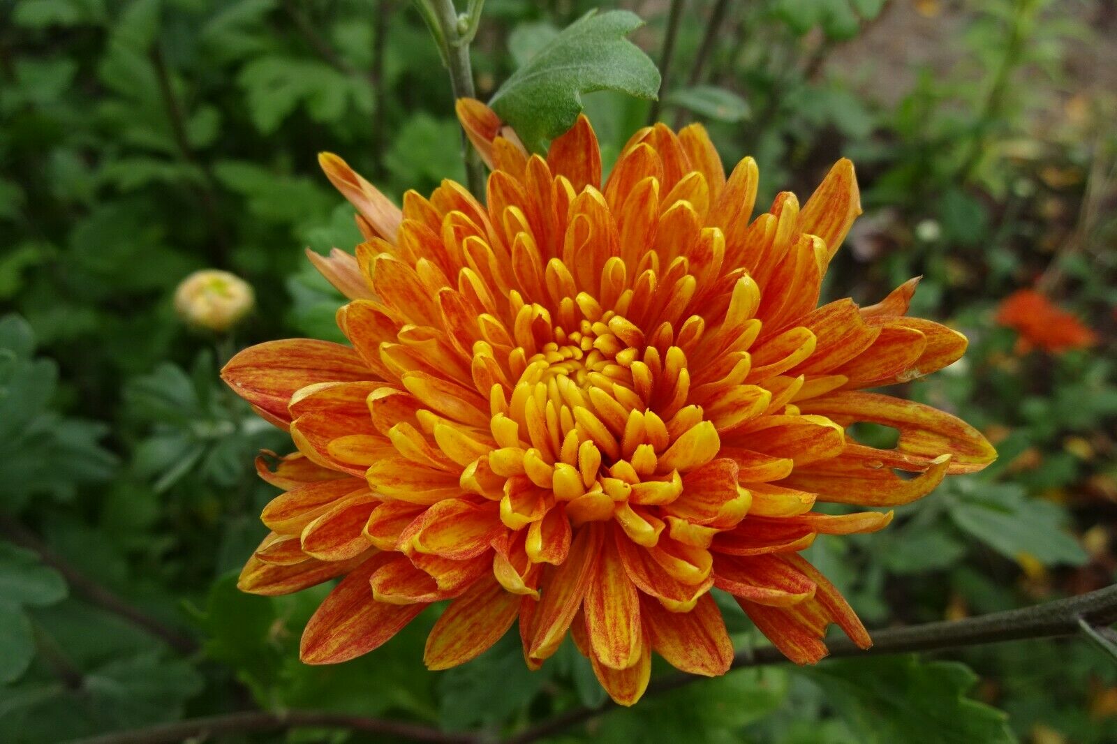 50 PCS Flowers Seeds Korean Orange Chrysanthemum Perennial Plant Home Garden