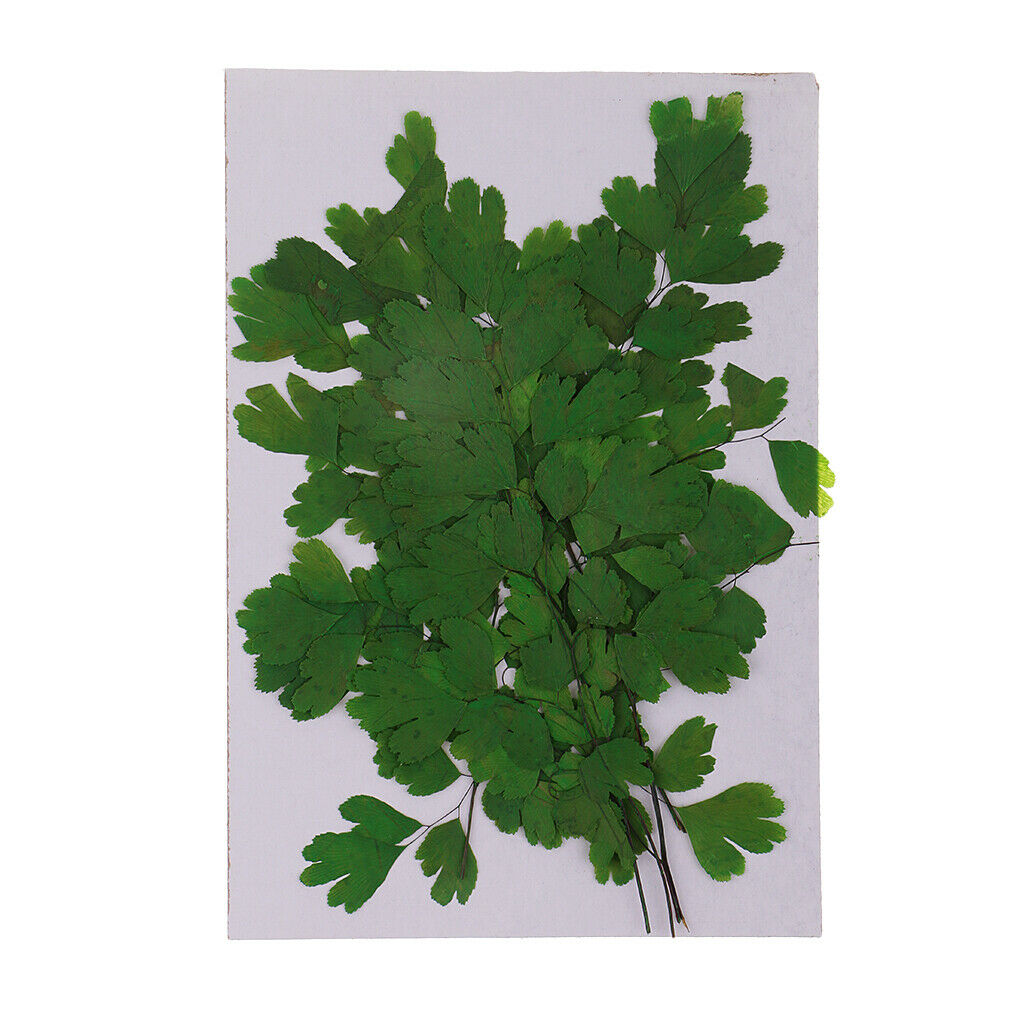 12Pcs Rock Fern Leaves Pressed Press Dried Flower Real Dried Flower Plant