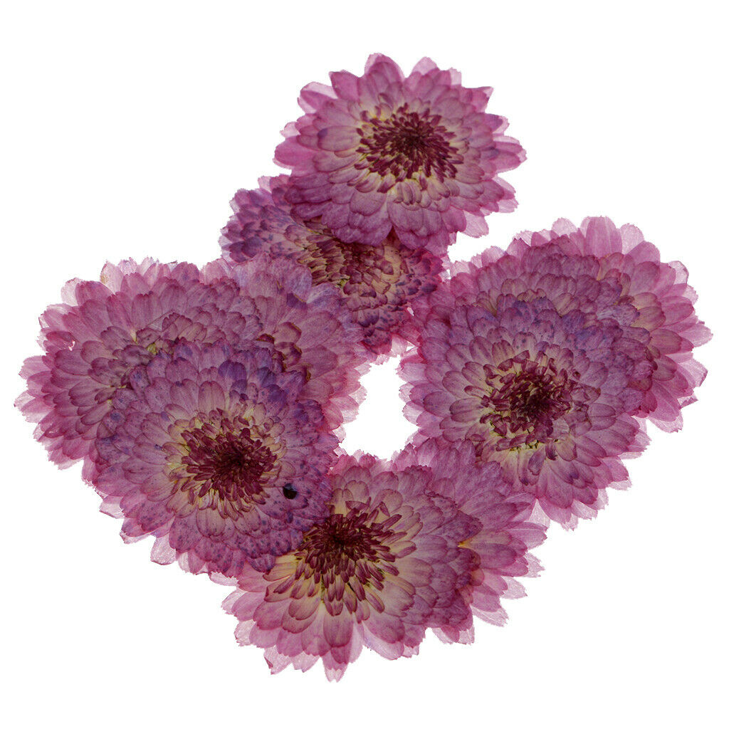 Pressed Daisy Flower Natural Dried Real Blossom DIY Craft Handmade Gifts