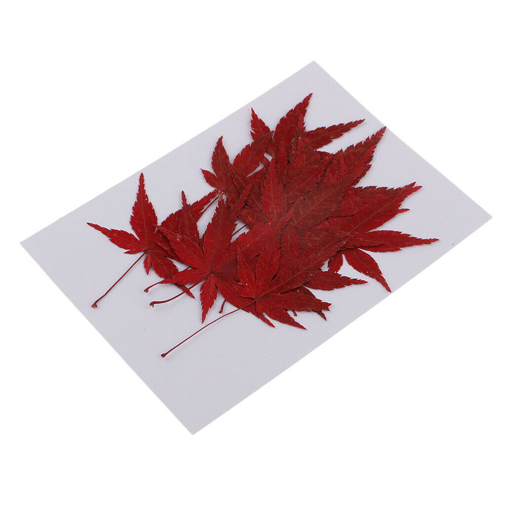 12x   Real   Dried   Flower   Leaves   Red   Maple   Leaf   for   DIY   Craft
