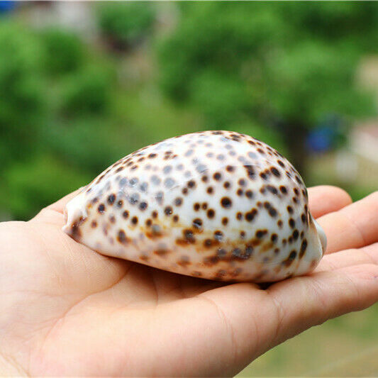 1Pcs Natural Cypraea Tigris Sea Shells Conch Fish Tank Decor Ornament HH6968