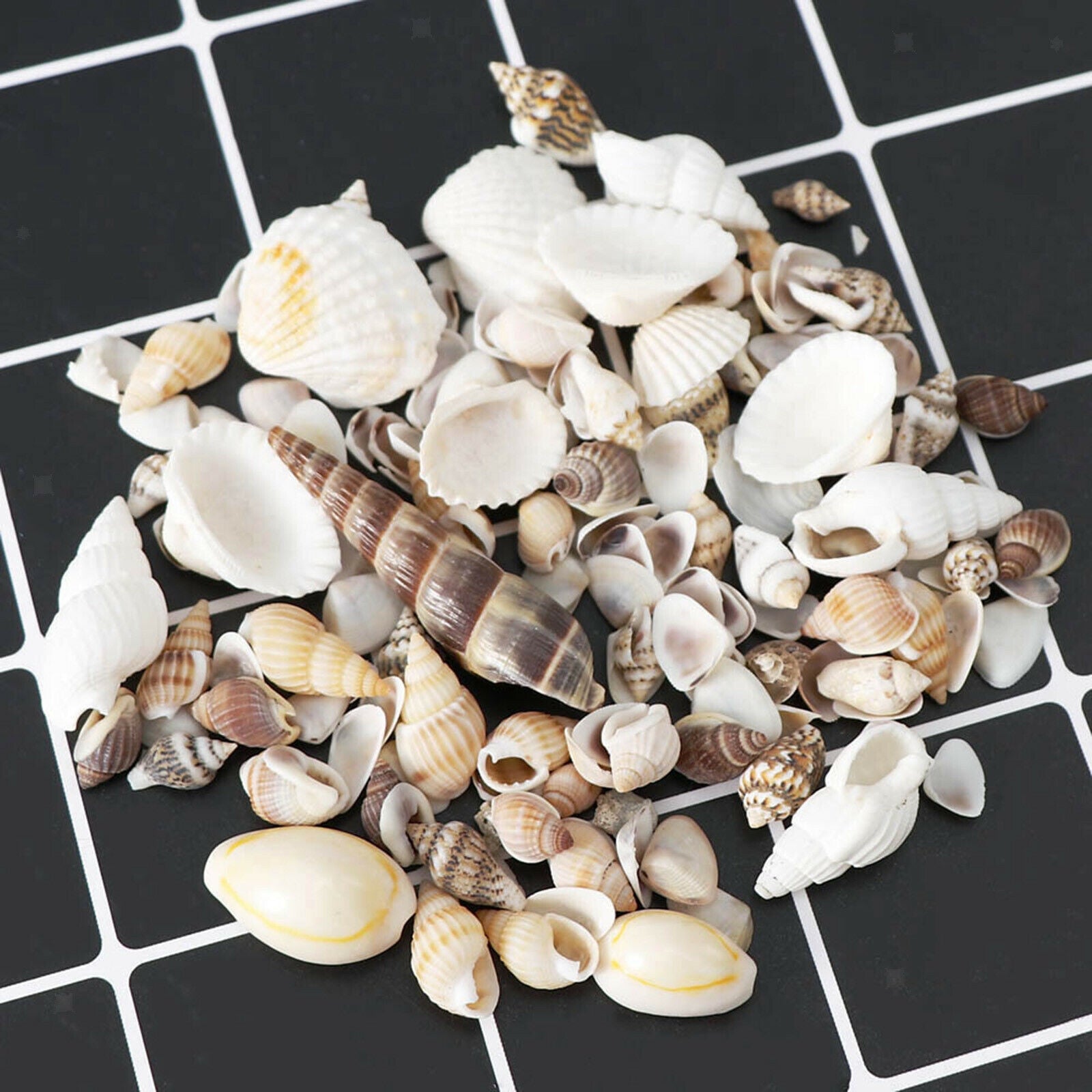 Natural Sea Shell Shells Beach Shells for Aquarium Fish