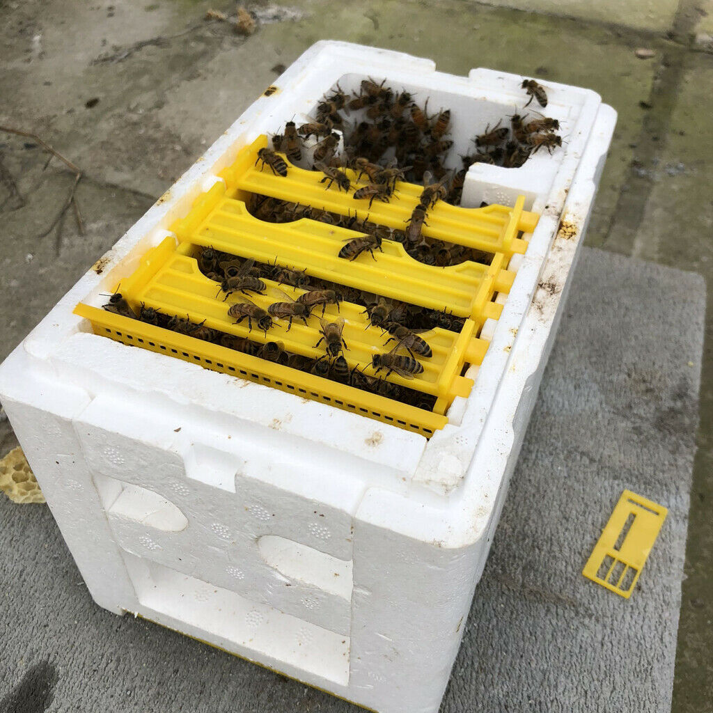 Bee Honey Bucket Rack Frame Grip Holder Queen Bee Rearing Harvest Tool