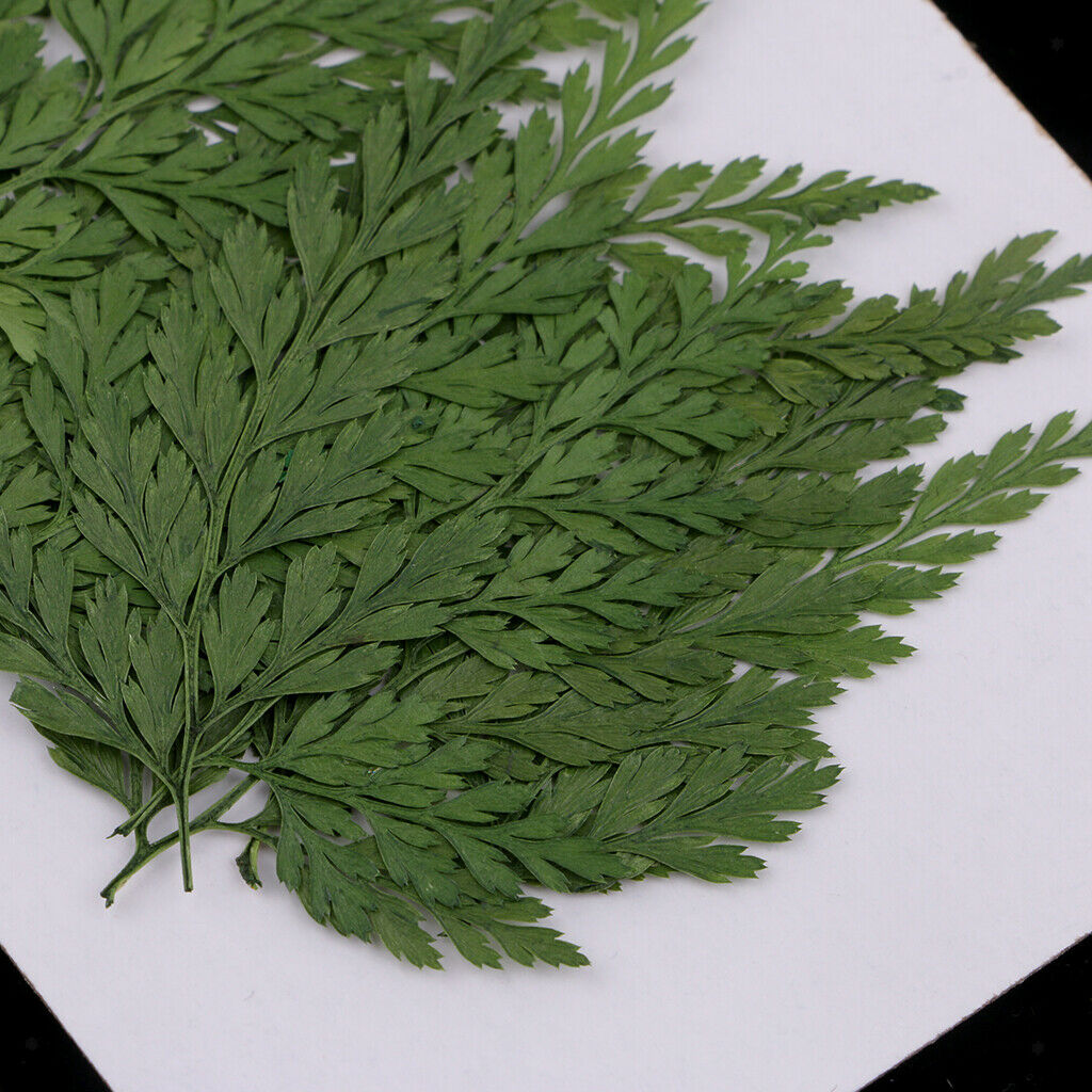 2X 12 Pieces Natural Pressed Dried Flowers Leaves DIY Art Craft Scrapbook Card