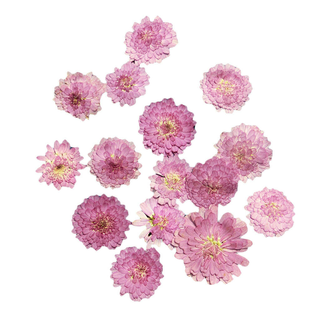 20 Dry Pressed Flower Leaves for Card Making