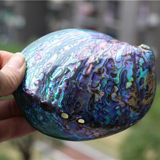 4"-5" Natural Rainbow Abalone Shell Seashells Ornament Home Shells Decor HH6957