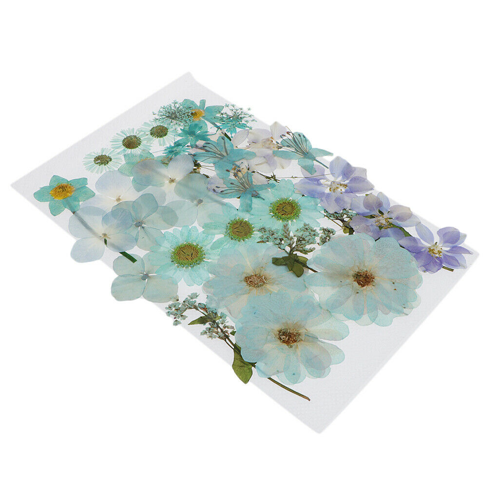 116 Natural Pieces Real Pressed Dried Flowers DIY Album