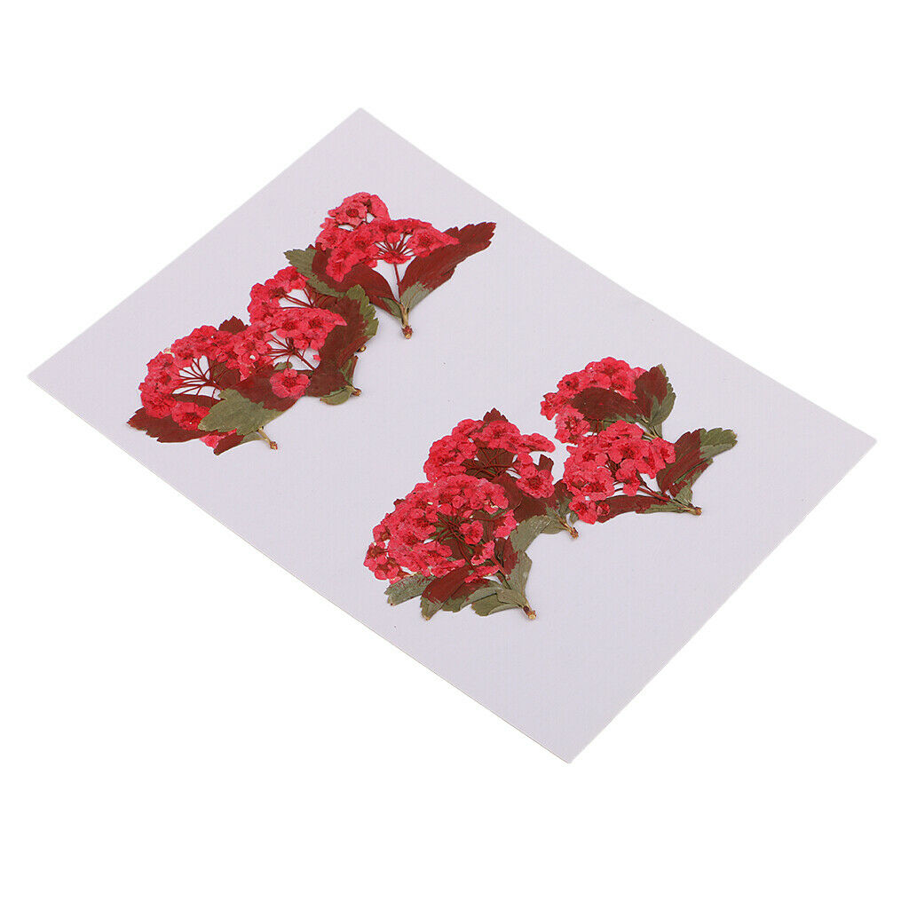 10x Red Flower Dried Flowers Ornaments for DIY Phone Case