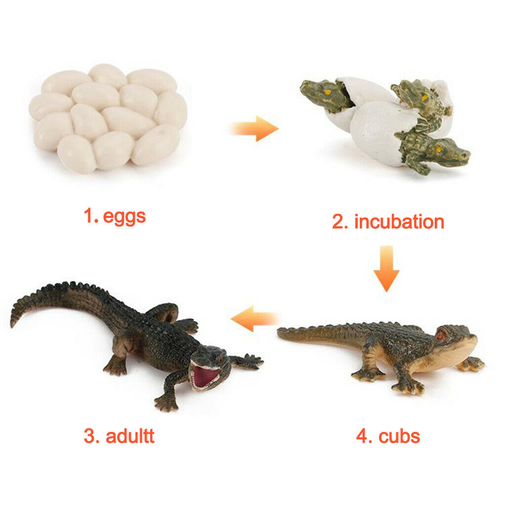 2X Nature Life Cycle Alligator Playset Pre-school Biology Toys Themed Party