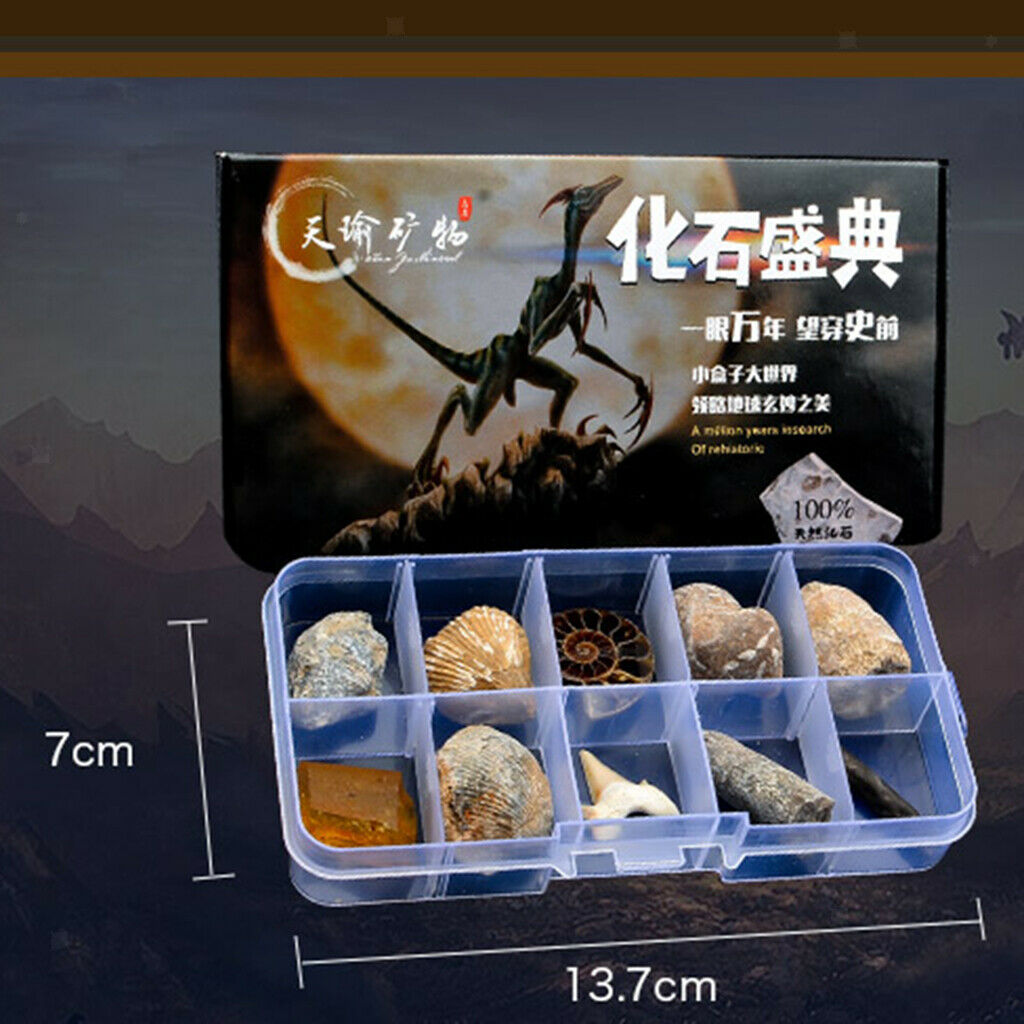 Pack of 10 Teaching Aids for Biology Copies 10 Pieces of Fossils