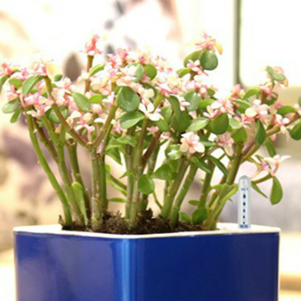 Pack of 4 Home Indoor Plants Water Level Indicator For Indoor Potted Plants