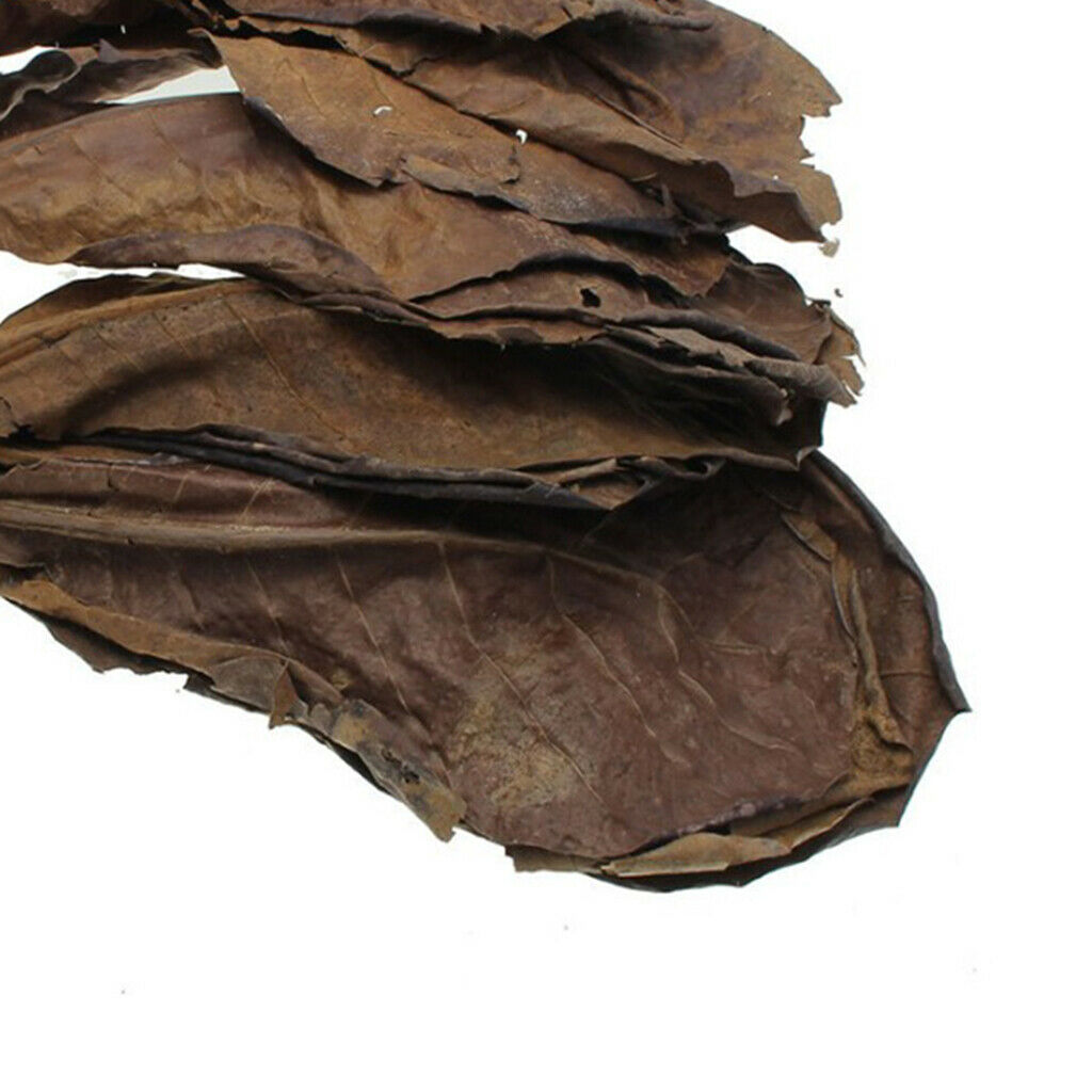 Pack of 10 Terminalia Catappa Leaves Aquarium Shrimp   Hermit  Dry Leaf
