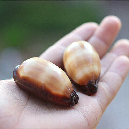 2Pcs Natural Mole Cowrie Conch Seashells Nautical Ornament Decor 5-6cm HH6984
