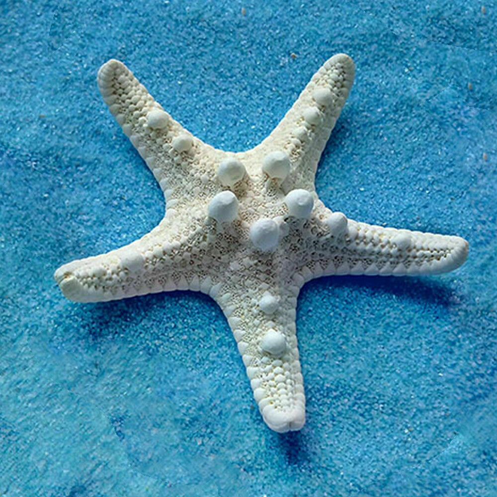 2pcs Natural Starfish Sea Star Shell DIY Aquarium Landscape Making Craft Decors