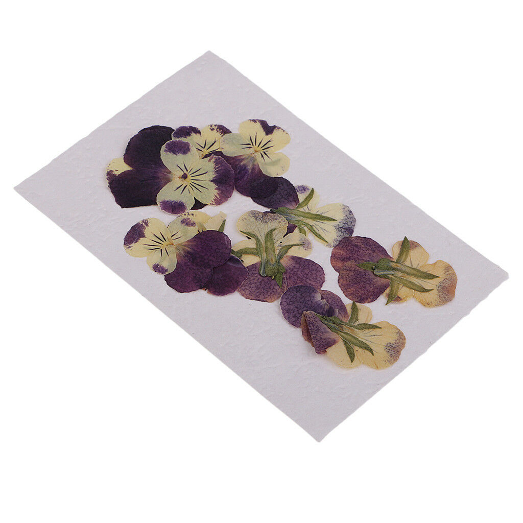 10 Pieces Mixed Size Real Pressed Pansy Flowers for Scrapbooking Arts Crafts