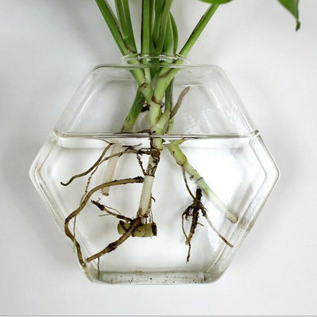 3pcs Clear Hexagon Hanging Planters Hydroponic Pot Terrariums Container