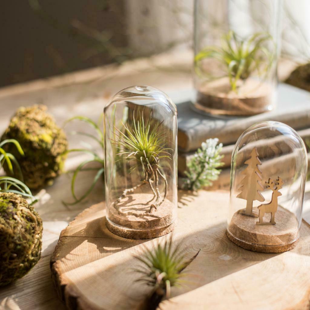 2Pieces 8x12 & 6.5x10cm Glass Dome Cover Cloche Bell Jar Terrariums with Wood