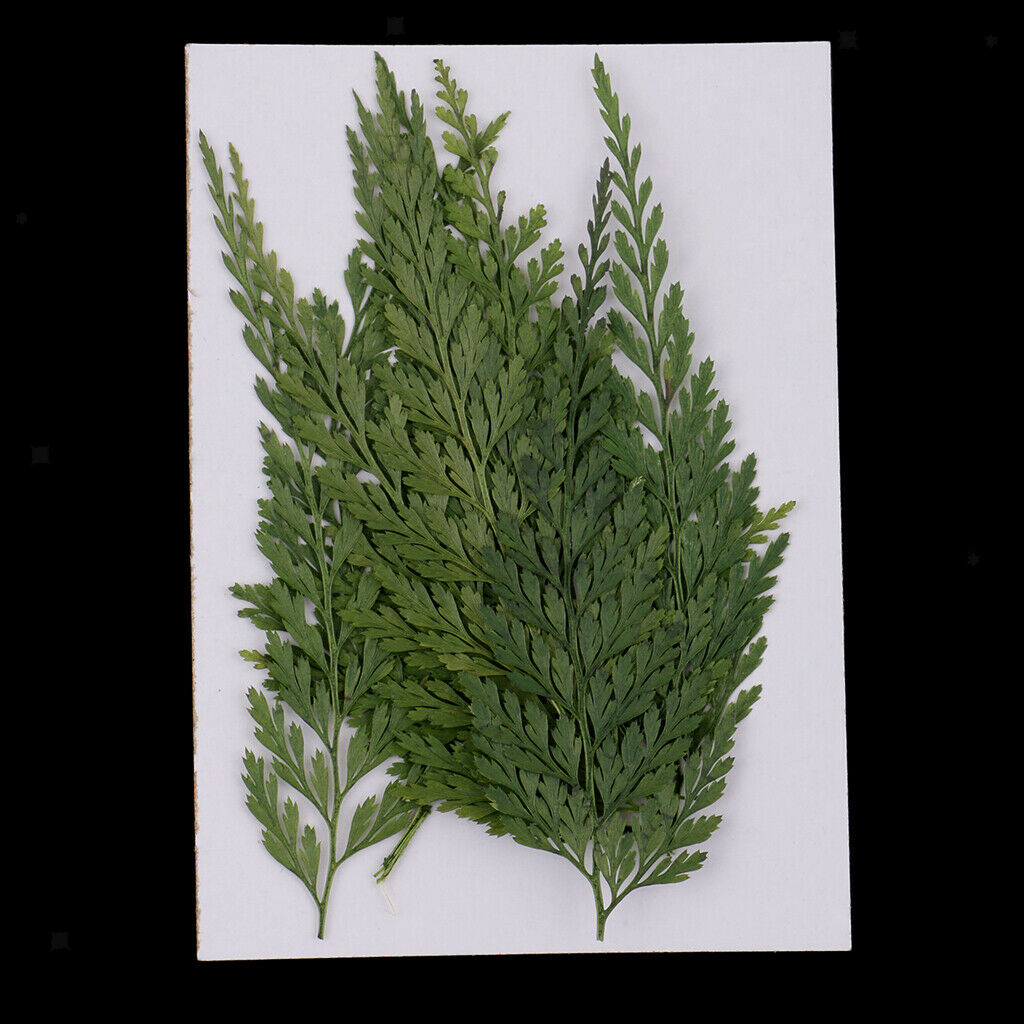 12 Pieces 7-8cm Length Real Pressed Leaves Dried Flowers Embellishments for Card
