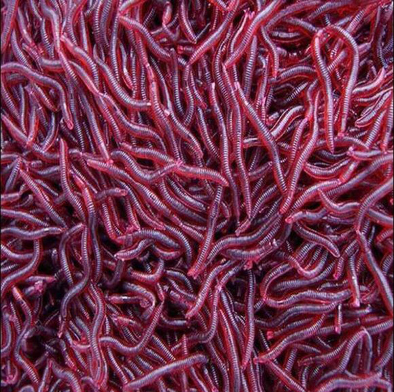 50 Bulk Soft Red Earthworm Fishing Bait Worm Lures Crankbaits Hooks Tackle Baits