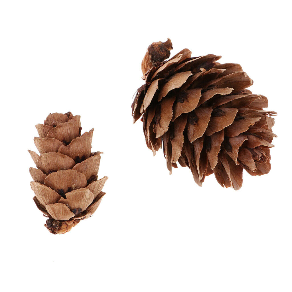 Lots 50x Pine Cones Rustic Pinecones Wedding Wreath Embellishments Crafts