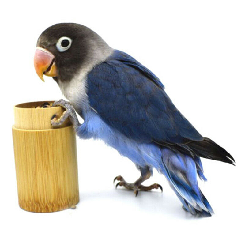 Bird Training Food Jar Parrot Hand-held Feeder IQ Growth Training ToolsBDAU