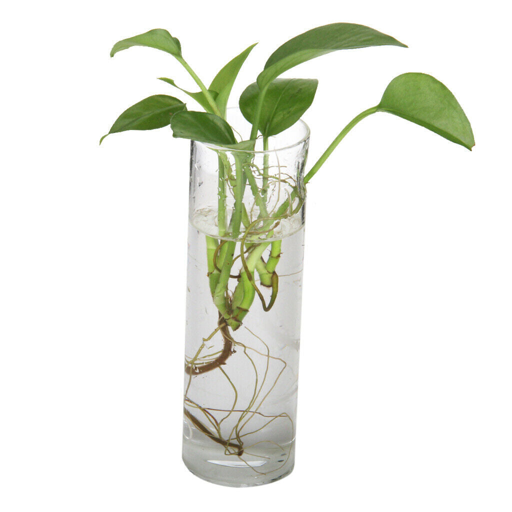 Cylinder Clear Glass Wall Hanging Vase Bottle For Plant Flower Decorations