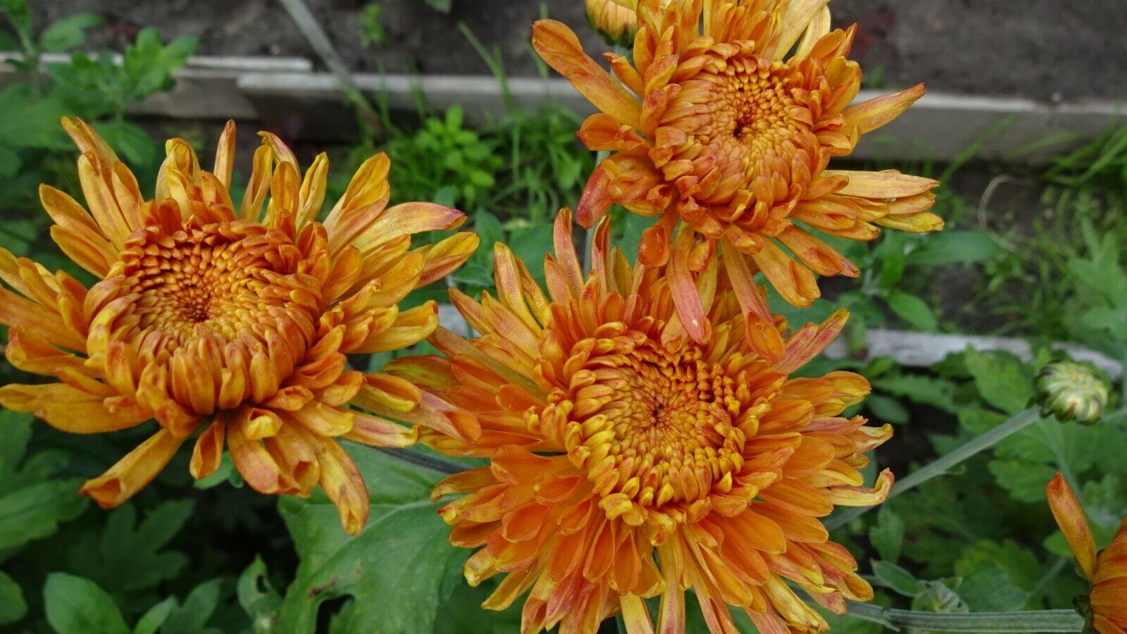 50 PCS Flowers Seeds Korean Orange Chrysanthemum Perennial Plant Home Garden