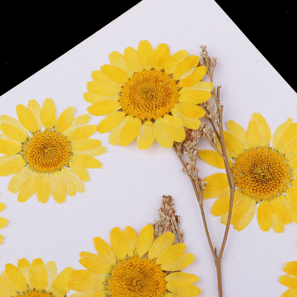 12 Pcs Dried Pressed Flowers for DIY Scrapbooking Art Crafts Chrysanthemum