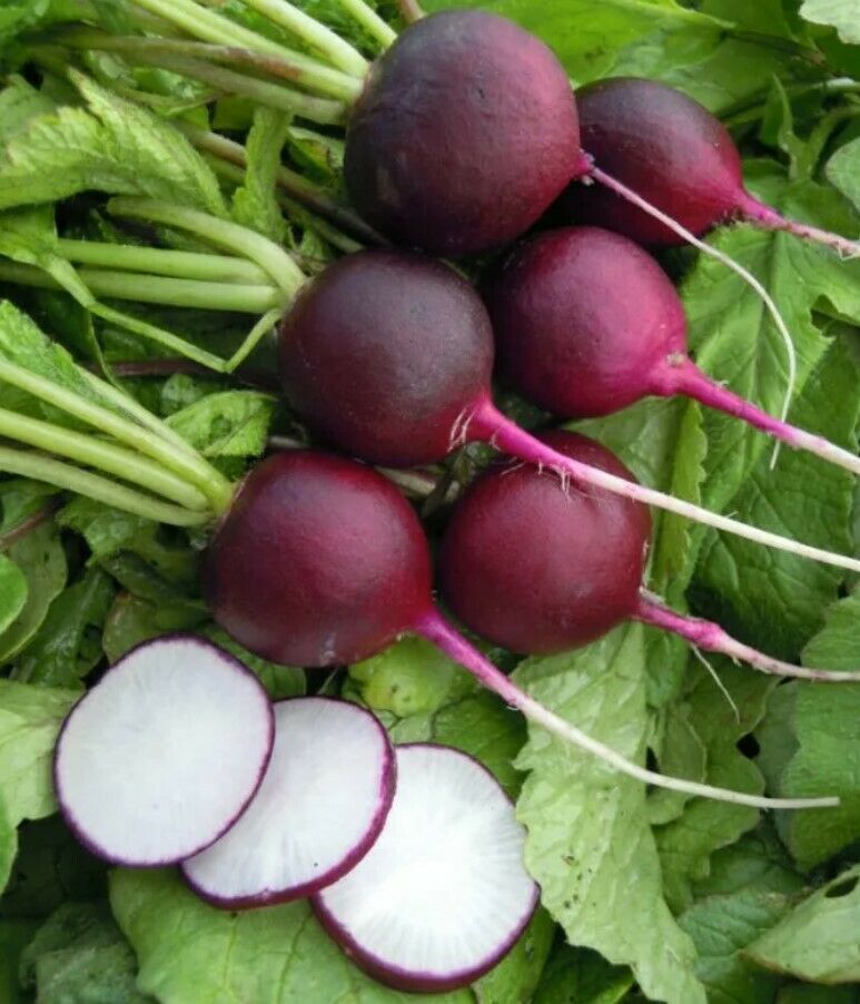 150 PCS Seeds Radish Violet Round Early  Organic Vegetables