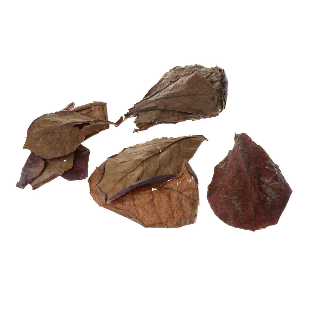 10pcs Betta Leaves Beneficial Clean Tool For Fish Tank Aquarium Cleaning